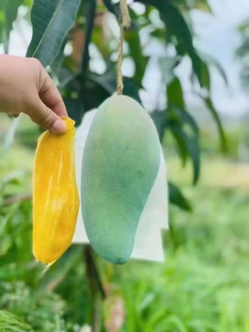 云南大青芒，金煌芒果，青皮金煌，一件代发，质量保证