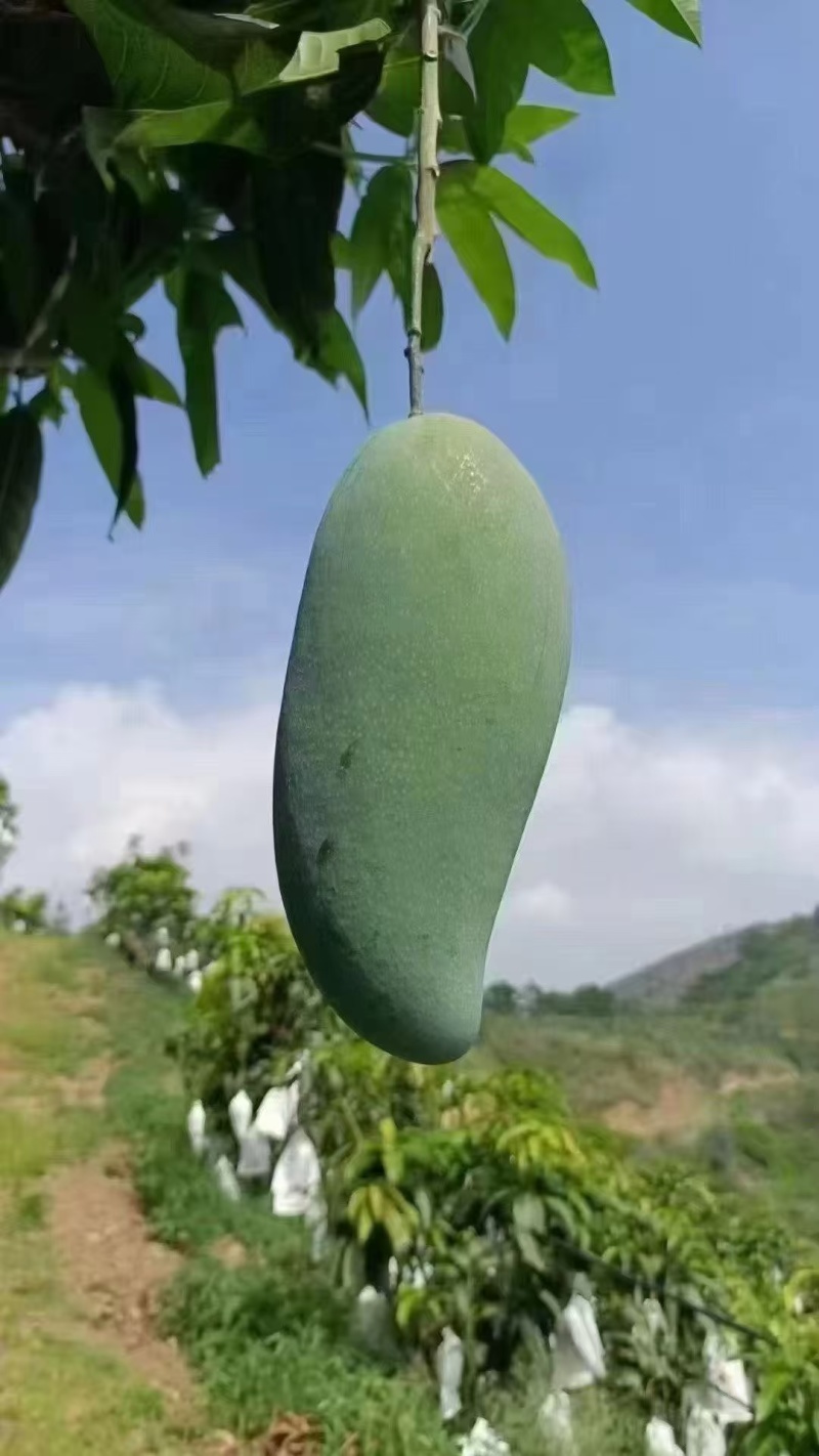 云南大青芒，金煌芒果，青皮金煌，一件代发，质量保证