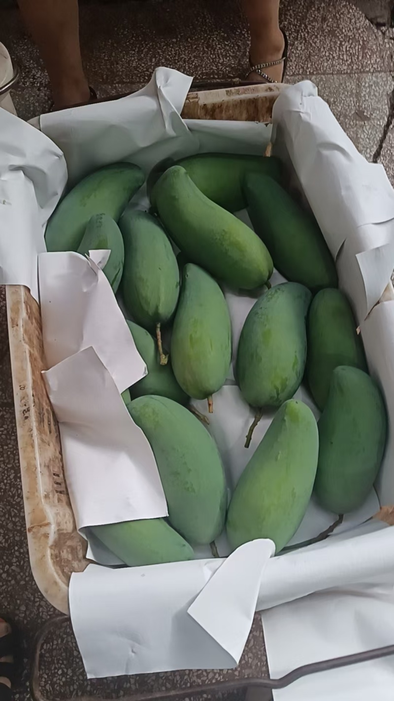 云南大青芒，金煌芒果，青皮金煌，一件代发，质量保证