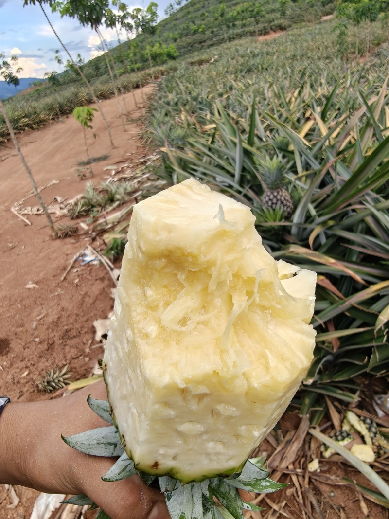 西双版纳无眼凤梨