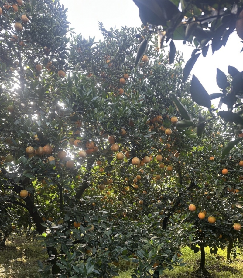 湖南江永夏橙鲜果，现摘当季夏橙通货5000斤起批