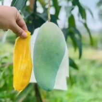 云南大青芒，金煌芒果，青皮金煌，一件代发，质量保证