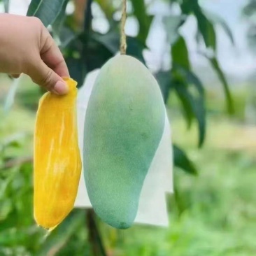 云南大青芒，金煌芒果，青皮金煌，一件代发，质量保证
