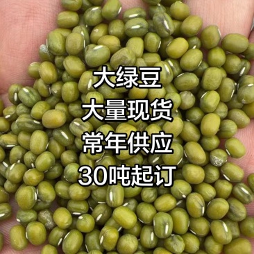 常年出售绿豆大绿豆30吨起订