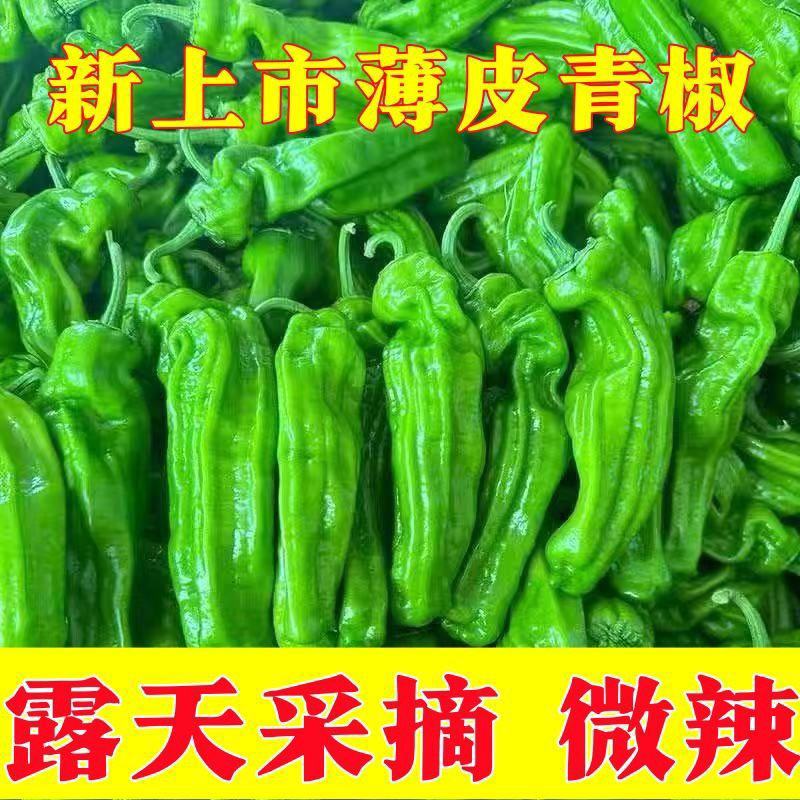 精品薄皮青椒，品质好，质量有保障，需要的请联系
