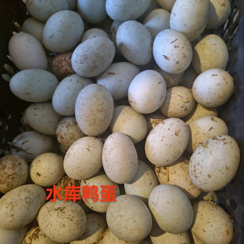 农村散养鲜鸭蛋