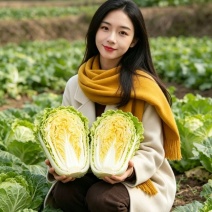 黄心大白菜产地大量供应中，高山白菜，对接电商市场团购