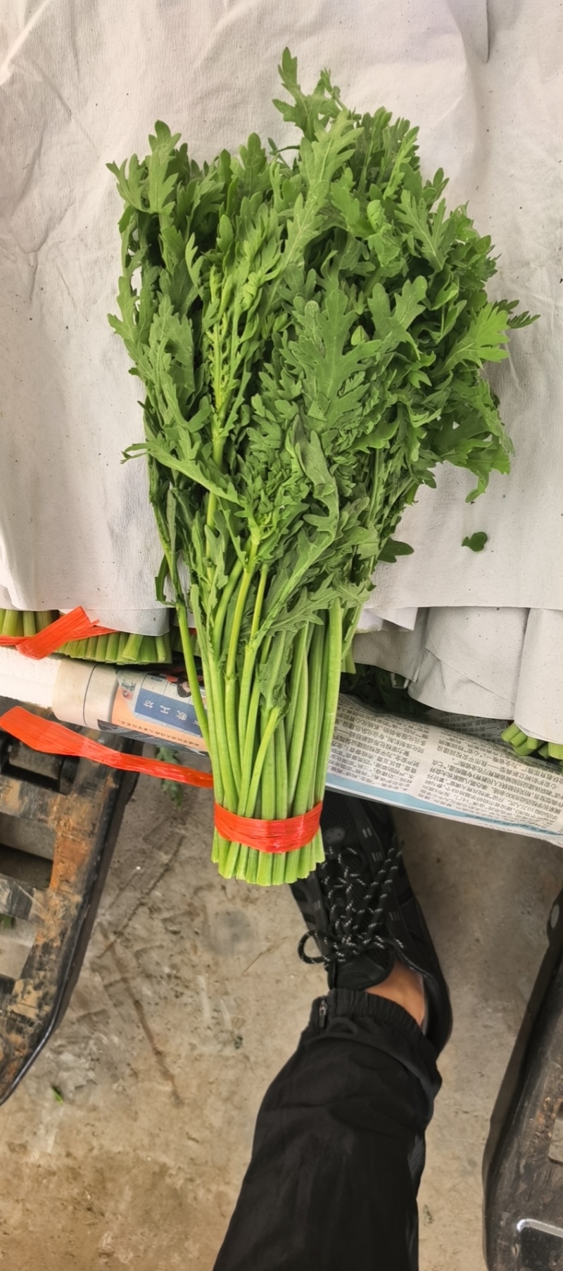精品茼蒿