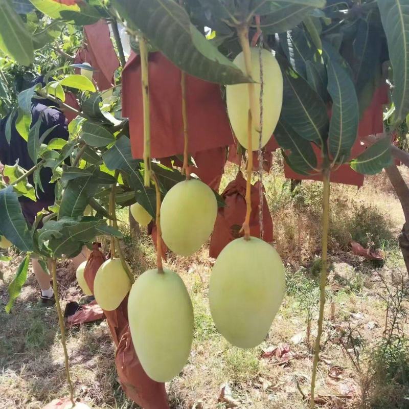 攀枝花黄袋凯特芒一手货源保质保量对接外贸出口