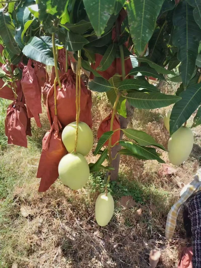 攀枝花黄袋凯特芒一手货源保质保量对接外贸出口