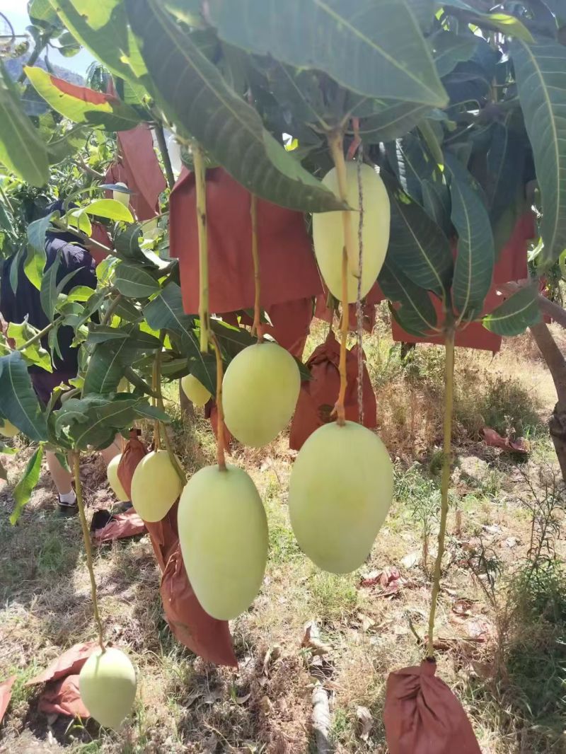 攀枝花黄袋凯特芒一手货源保质保量对接外贸出口