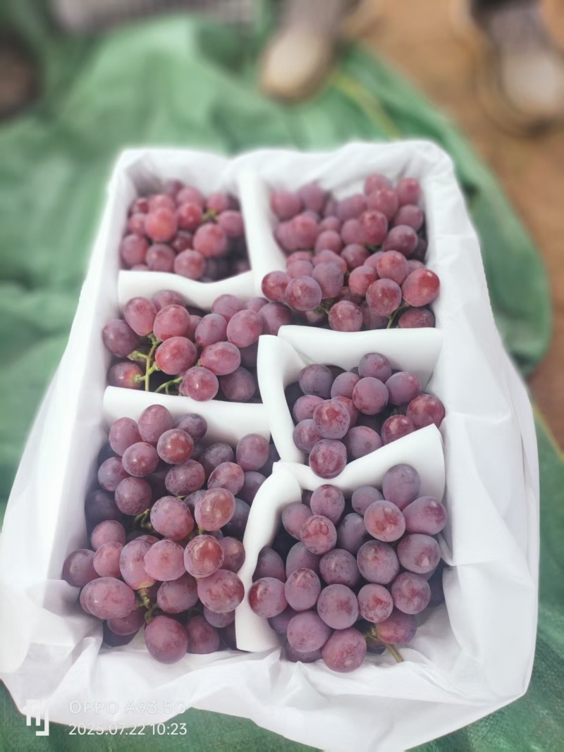云南精品红提葡萄大量上市品质保证量大从优一手货源