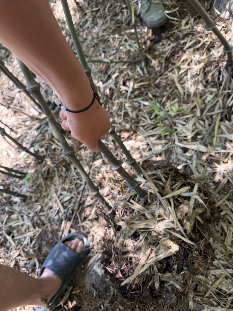罗汉竹苗