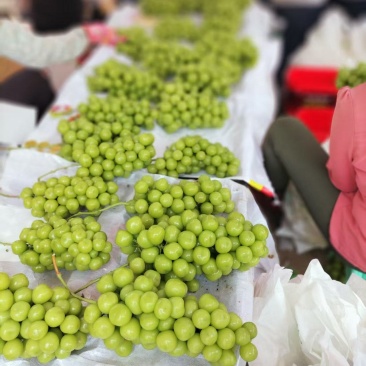 精品阳光玫瑰葡萄大量上市品质保证量大从优一手货源
