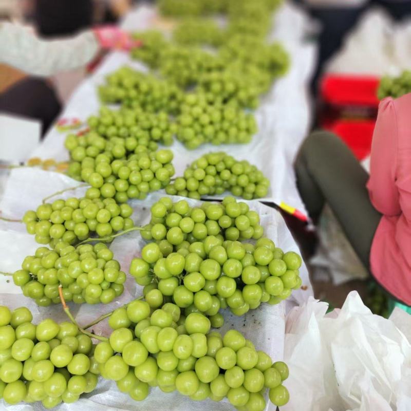 精品阳光玫瑰葡萄大量上市品质保证量大从优一手货源