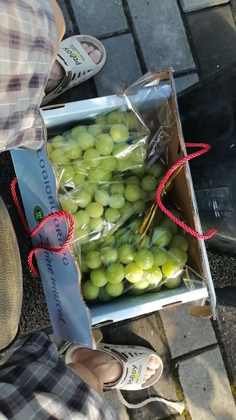 精品阳光玫瑰葡萄大量上市品质保证量大从优一手货源