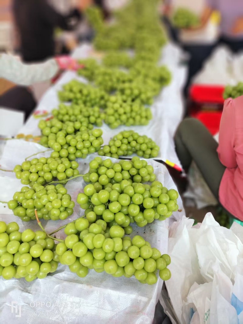 精品阳光玫瑰葡萄大量上市品质保证量大从优一手货源