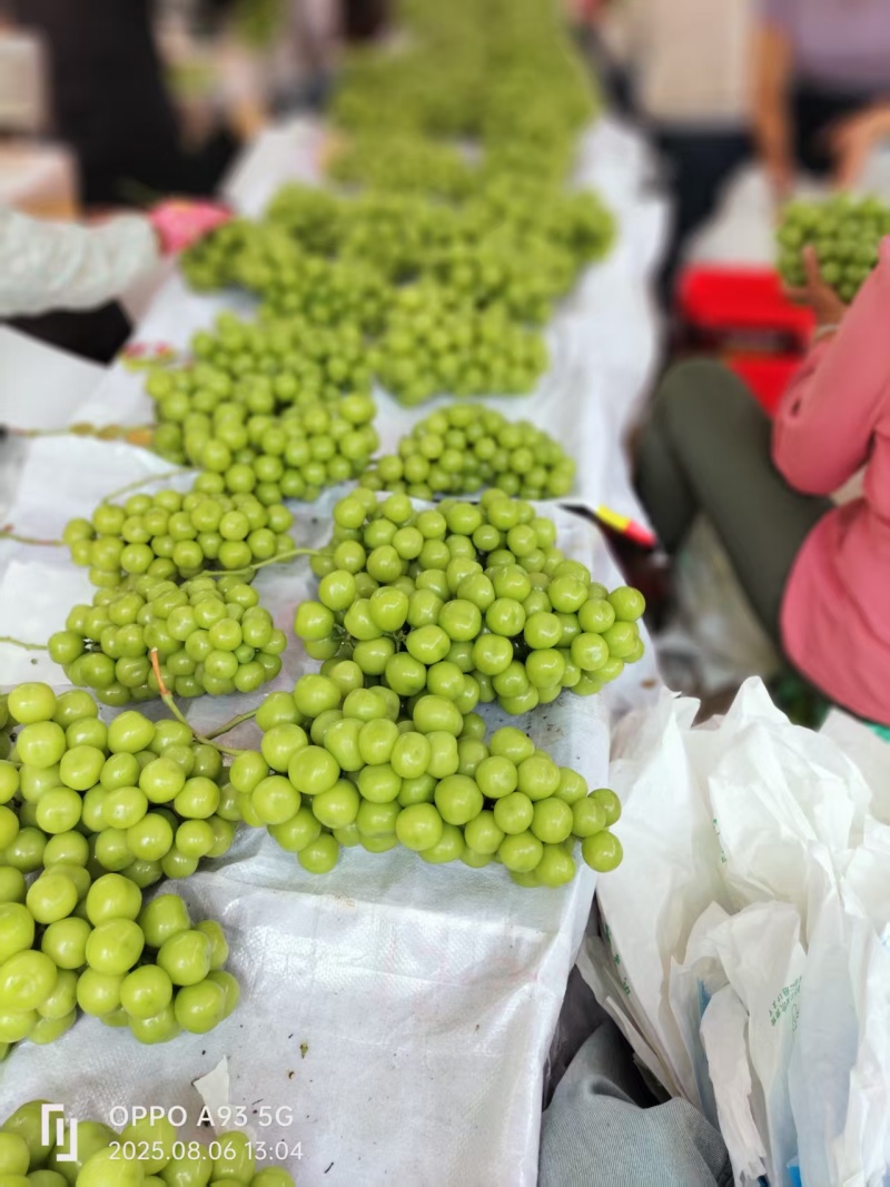 精品阳光玫瑰葡萄大量上市品质保证量大从优一手货源