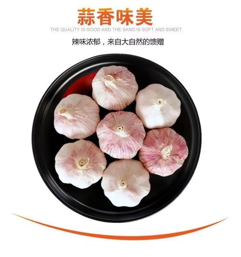 精品新干蒜紫皮白皮出口贸易，市场批发保质保量。