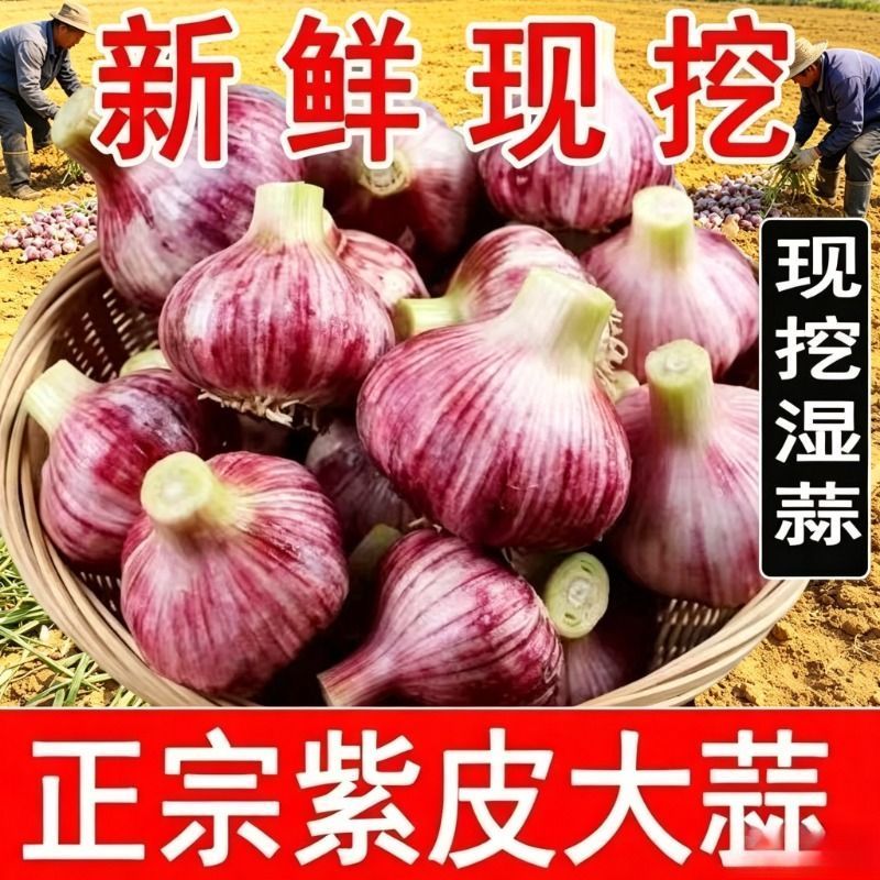 精品新干蒜紫皮白皮出口贸易，市场批发保质保量。