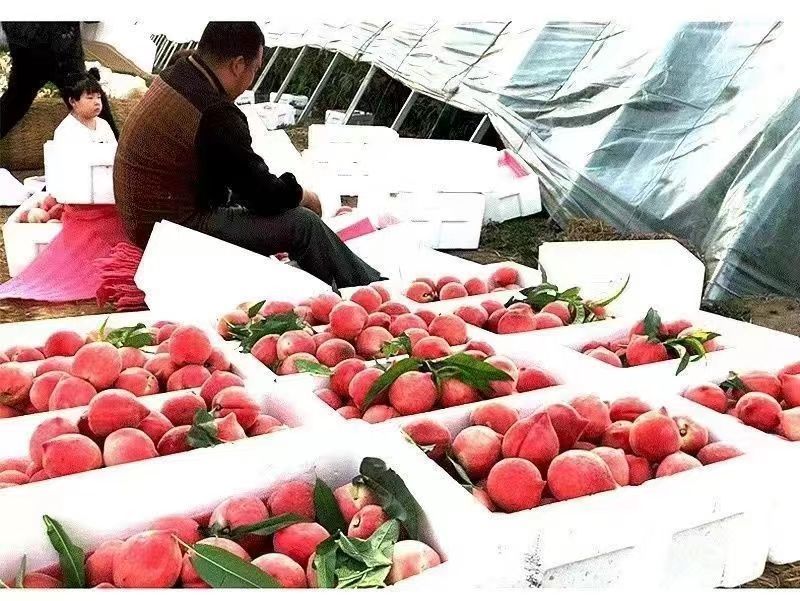 毛桃，果肉多为白/粉红色，分脆桃、软桃、红肉血桃等品种