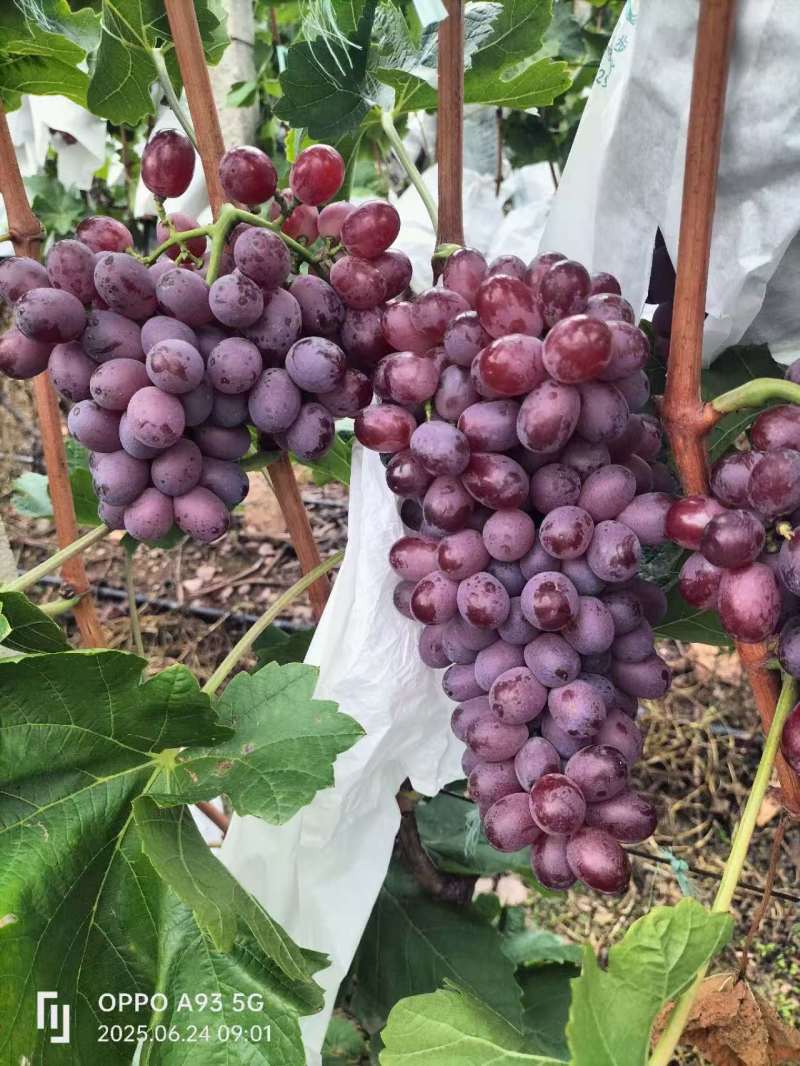 精品克伦生葡萄大量上市品质保证量大从优一手货源