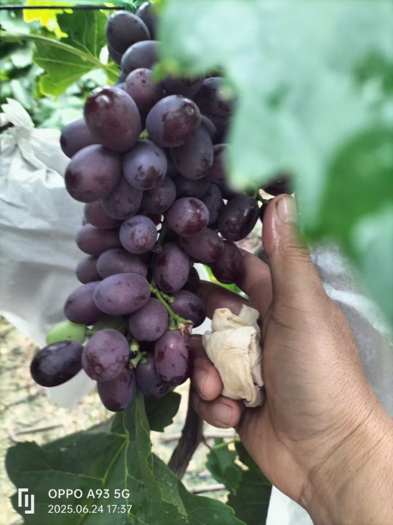 精品克伦生葡萄大量上市品质保证量大从优一手货源