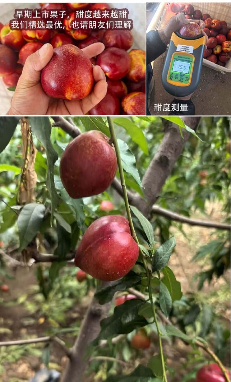 桃子，各类黄桃，油桃，毛桃