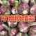 精品新干蒜紫皮白皮出口贸易，市场批发保质保量。