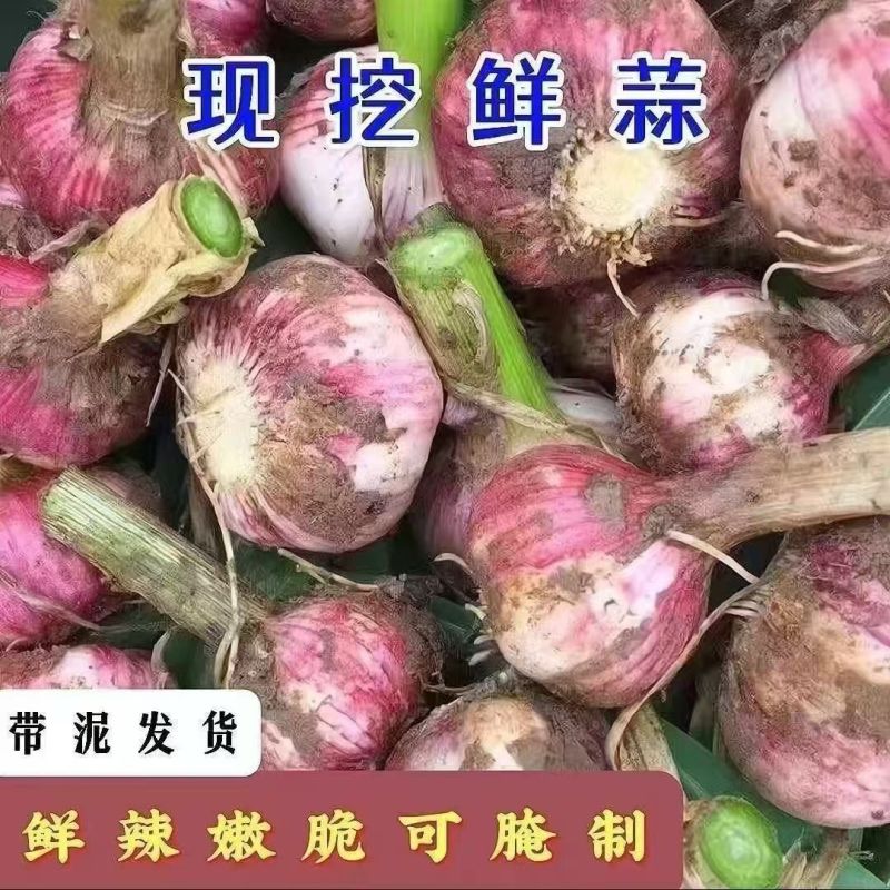 精品新干蒜紫皮白皮出口贸易，市场批发保质保量。