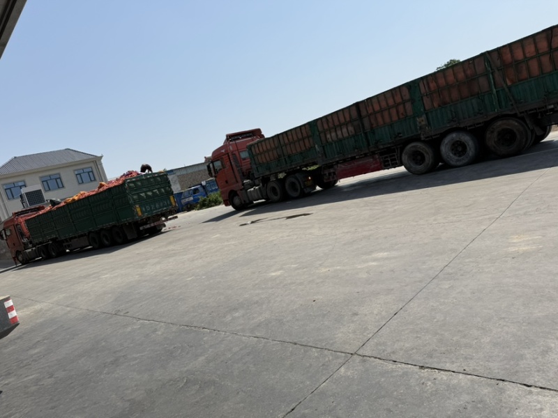 次品新苗新鲜胡萝卜大量供应养殖场加工厂价格低质量好直发