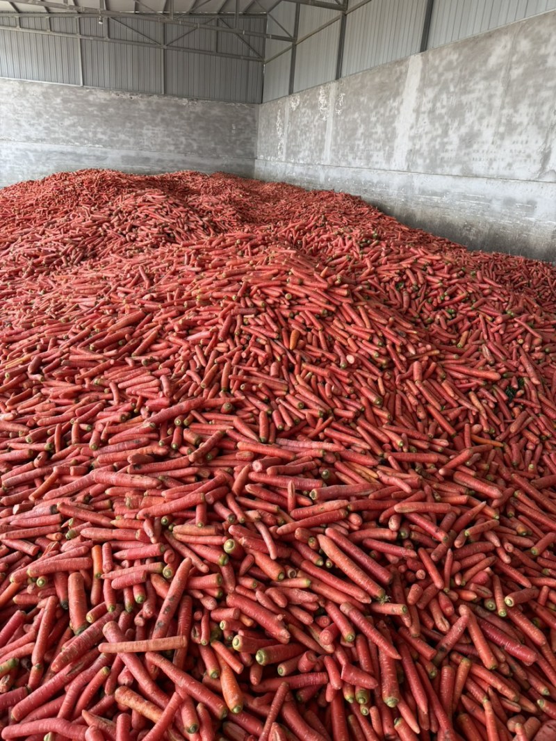 次品新苗新鲜胡萝卜大量供应养殖场加工厂价格低质量好直发