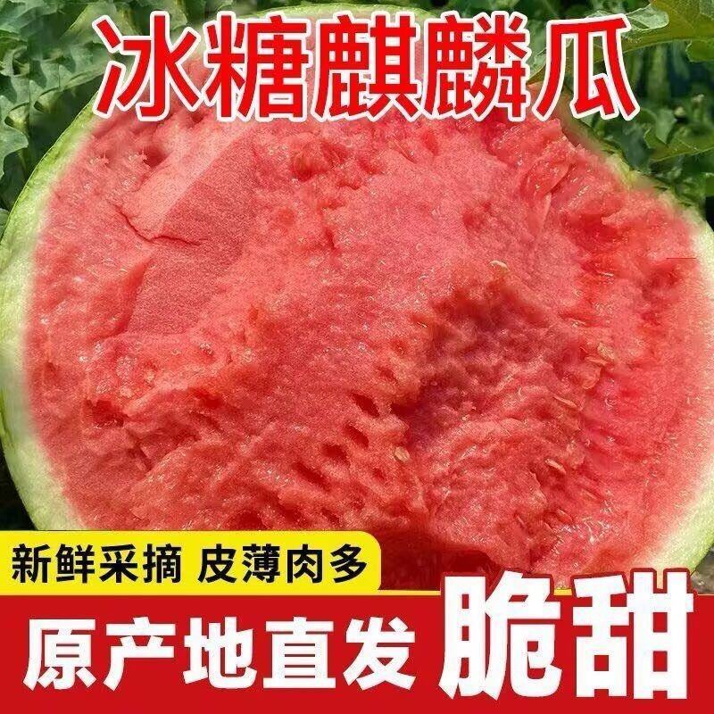 精品无籽美都西瓜，产地直发，诚信经营，可视频看货，量大从优