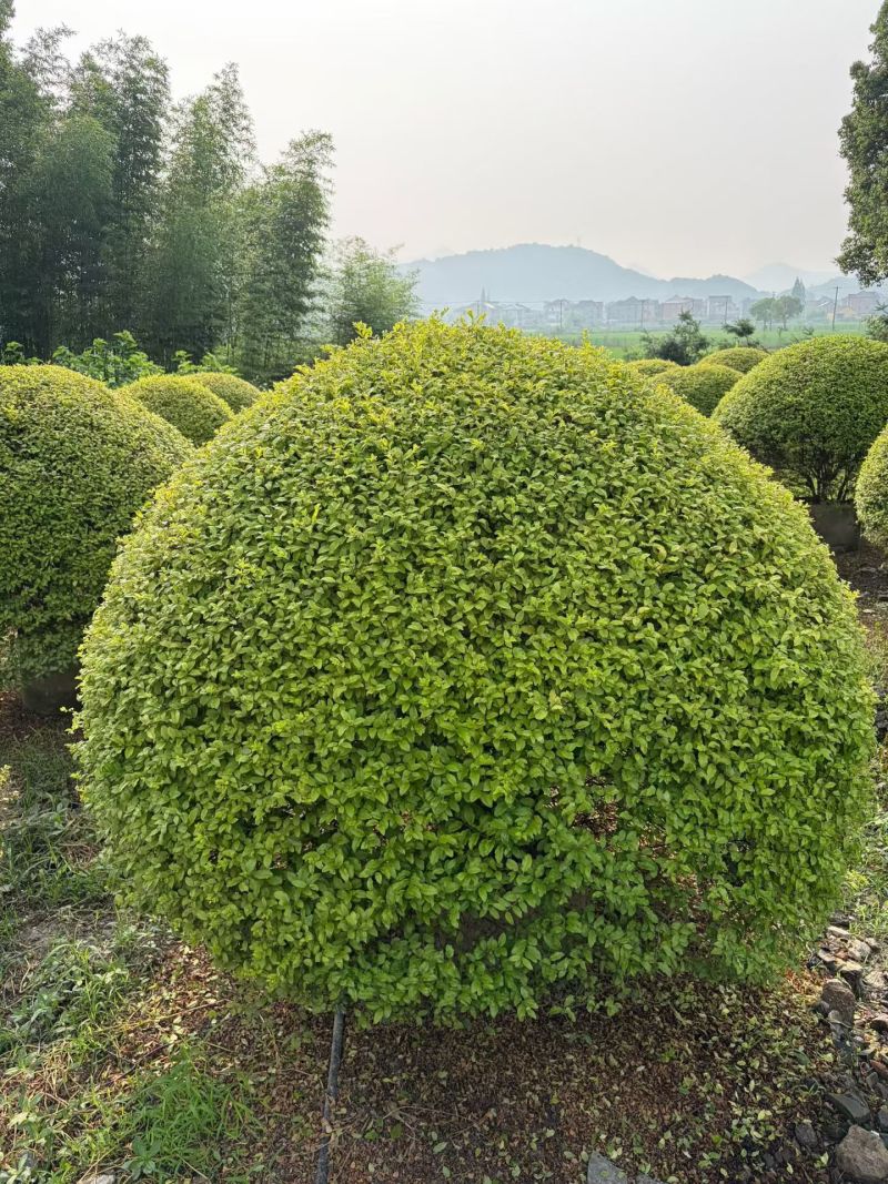 亮晶女贞球冠幅:1.8m、2m，基地有量，欢迎来一亩田订