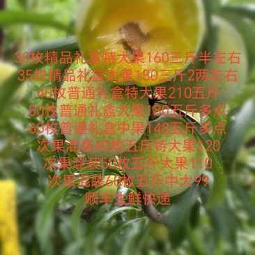 蜂糖李产地直发一件也是批发价