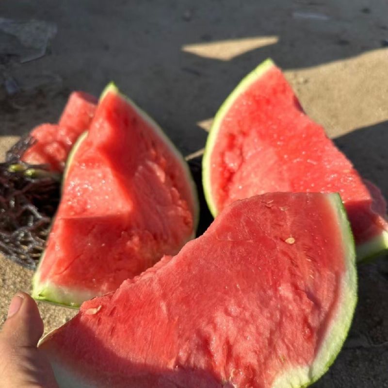精品无籽美都西瓜，产地直发，诚信经营，可视频看货，量大从优