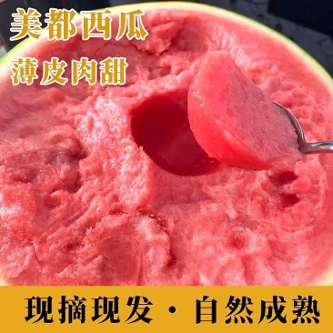 无籽美都麒麟瓜，一手货源，全国发货，可对接各大批发市场
