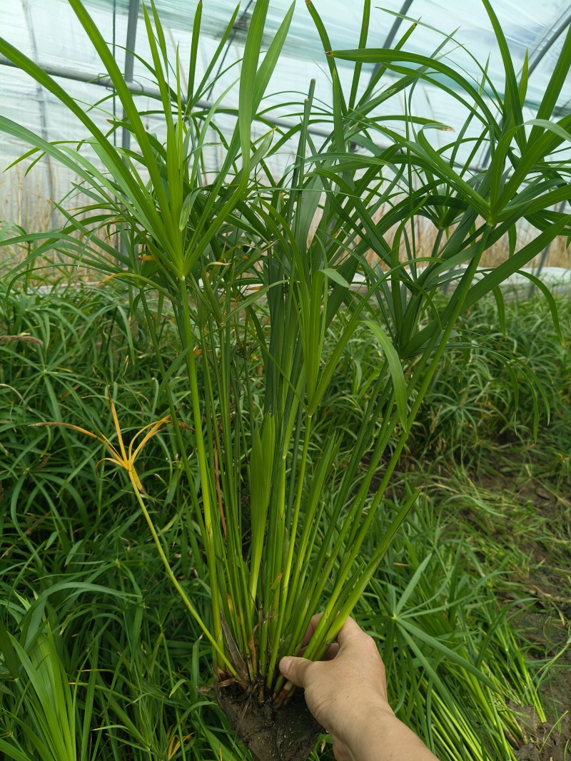 水生植物旱伞草地苗，基地有量，欢迎来一亩田订购。