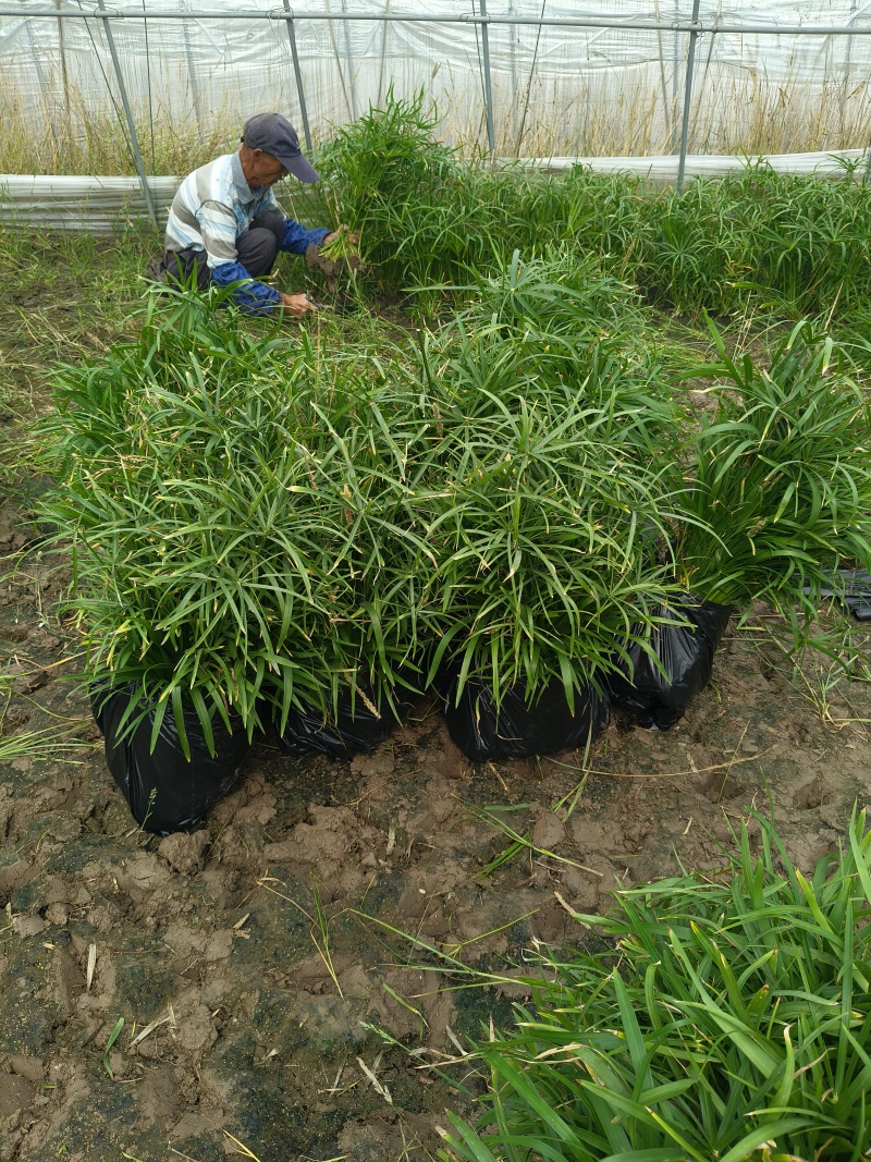水生植物旱伞草地苗，基地有量，欢迎来一亩田订购。