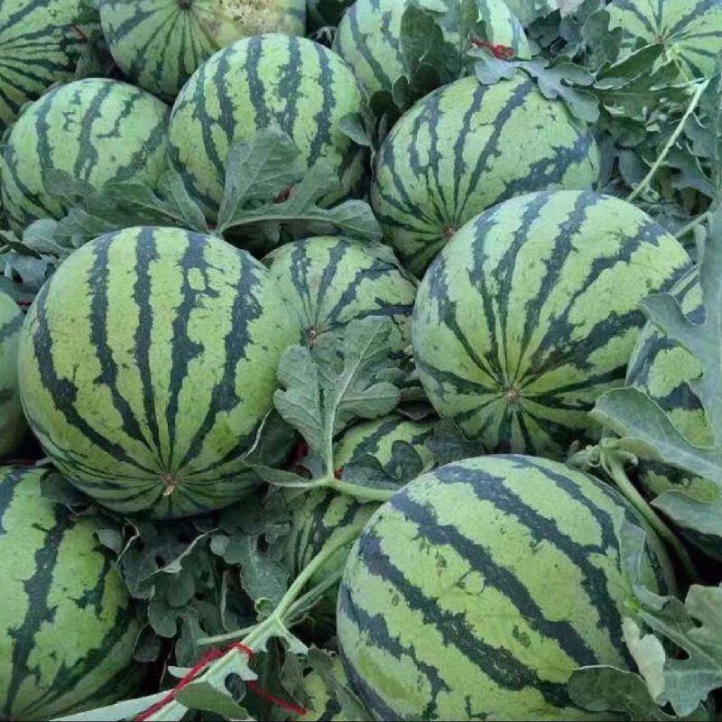 无籽美都麒麟瓜，一手货源，全国发货，可对接各大批发市场