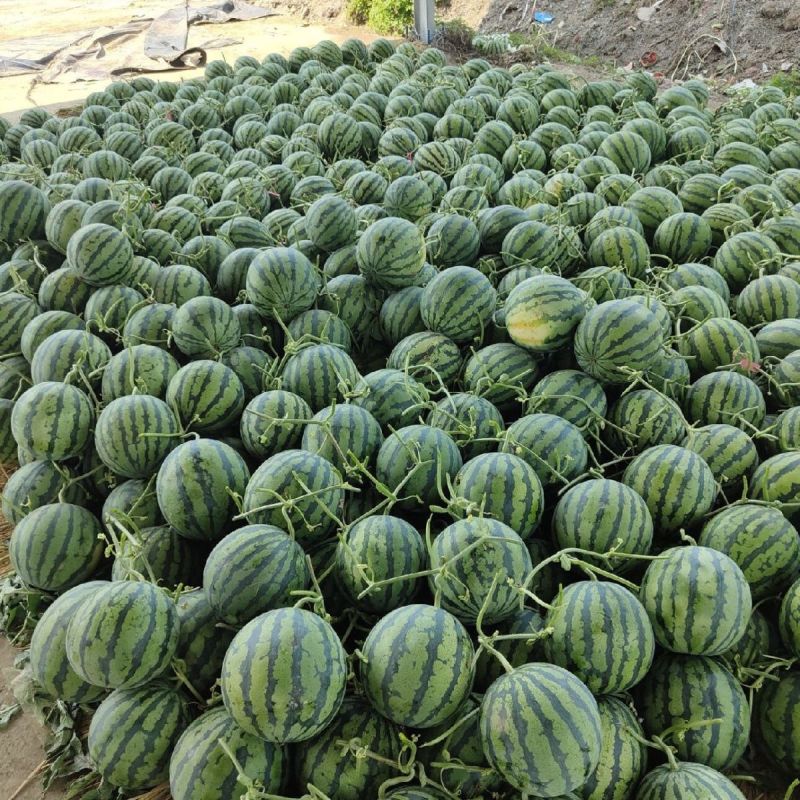 无籽美都麒麟瓜，一手货源，全国发货，可对接各大批发市场