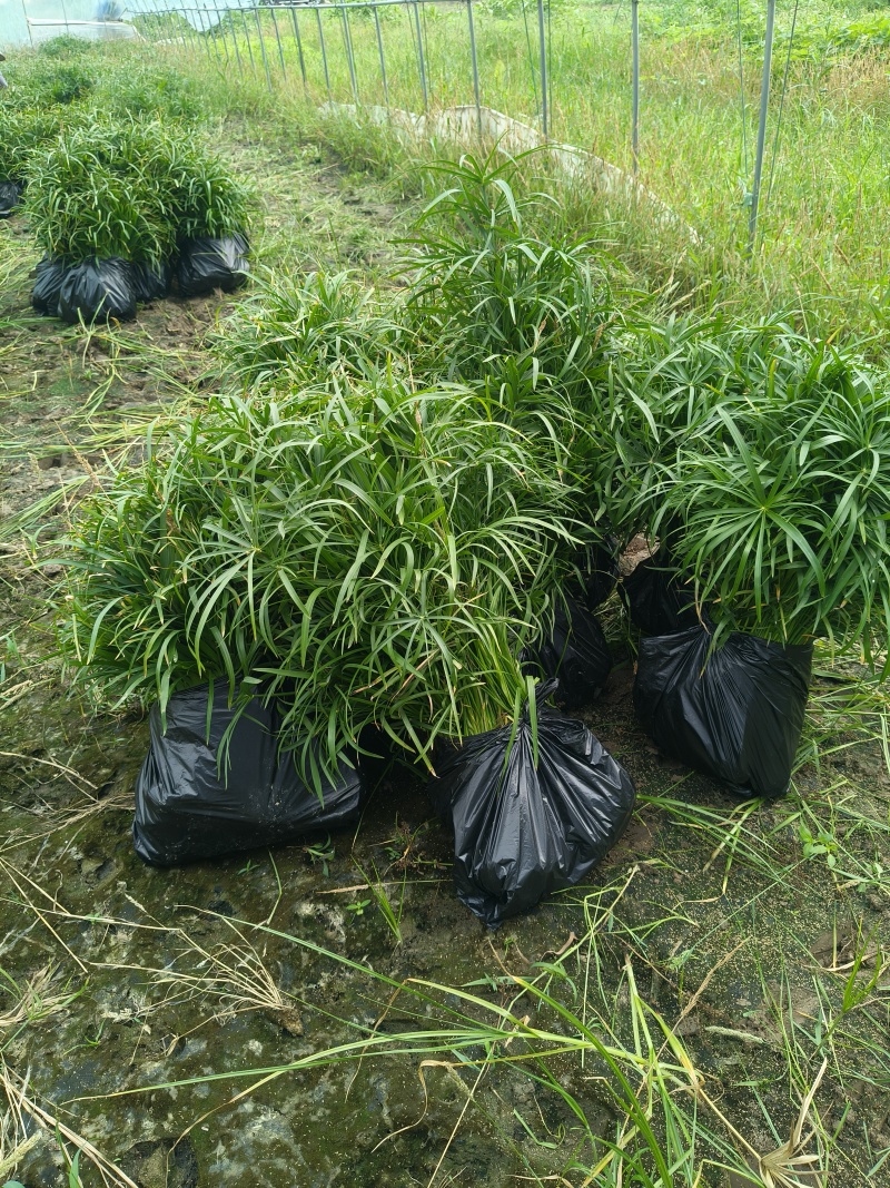 水生植物旱伞草地苗，基地有量，欢迎来一亩田订购。