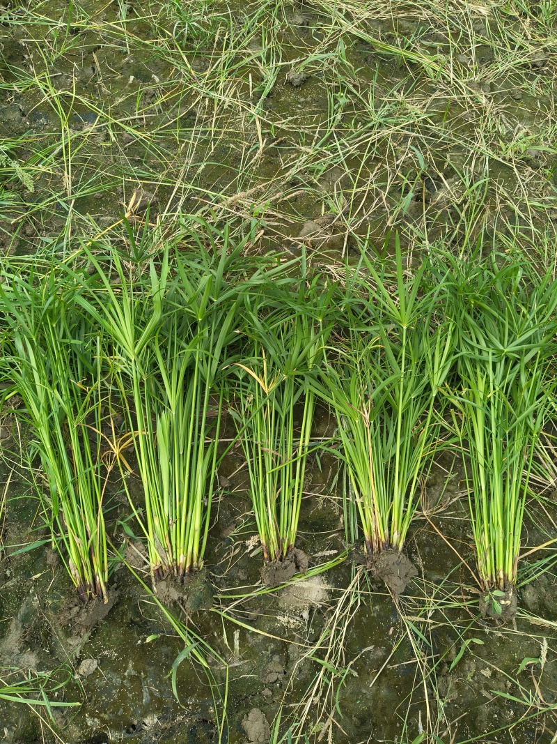 水生植物旱伞草地苗，基地有量，欢迎来一亩田订购。