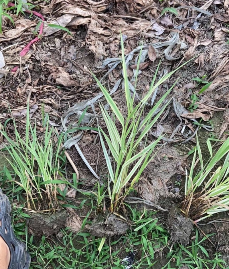 水生植物花叶芦竹地苗，基地有量，欢迎来一亩田订购。