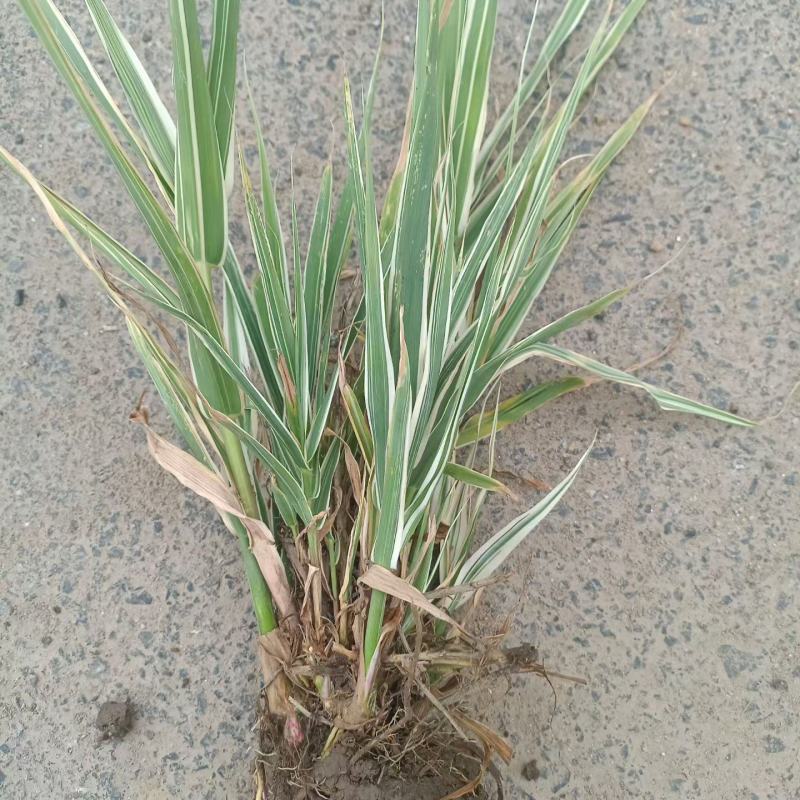 水生植物花叶芦竹地苗，基地有量，欢迎来一亩田订购。