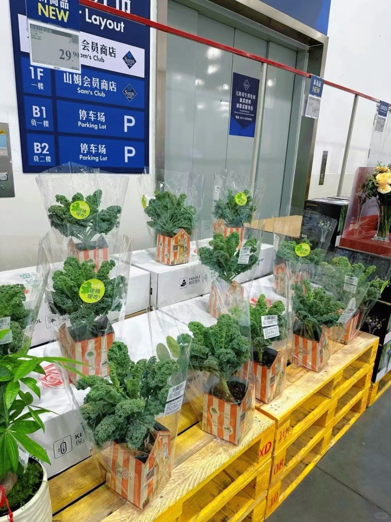 羽衣甘蓝盆栽在家实现蔬菜自由