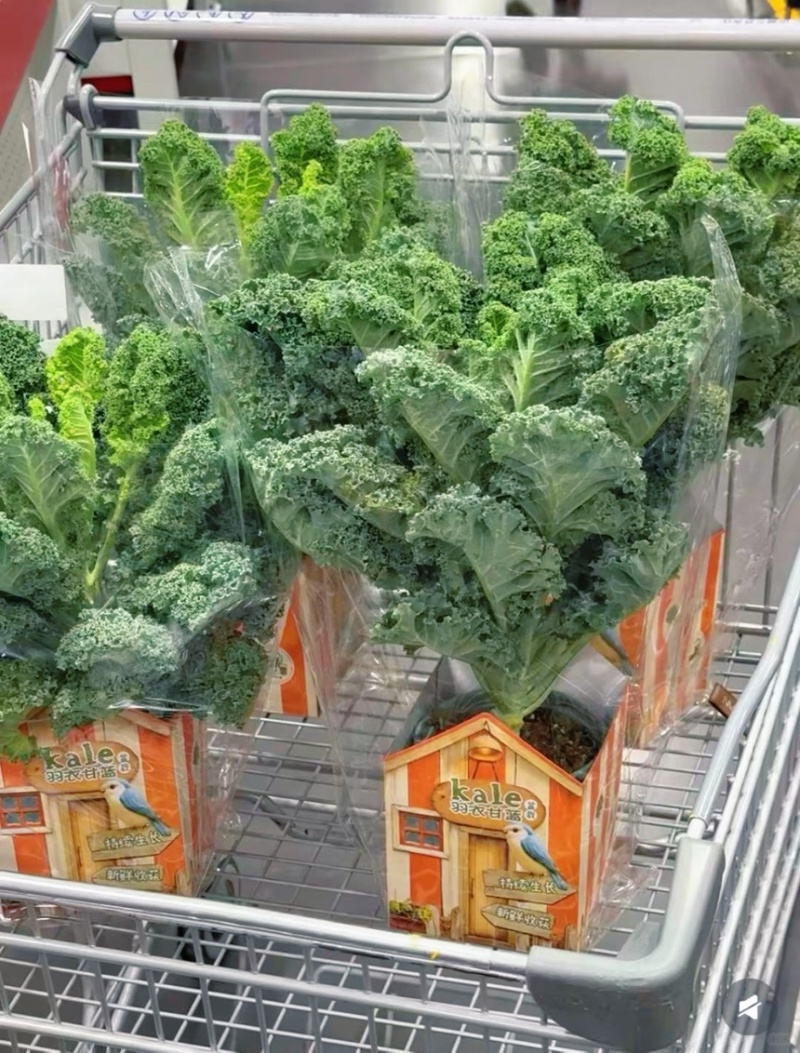 羽衣甘蓝盆栽在家实现蔬菜自由