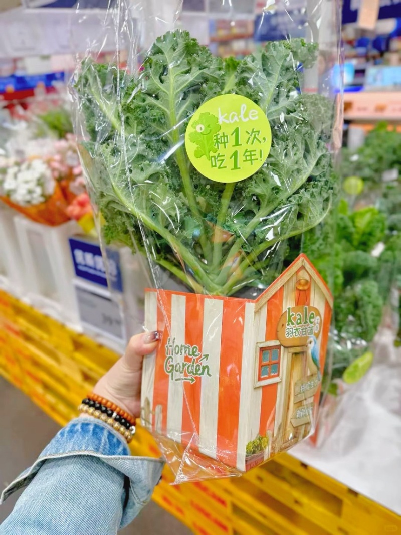 羽衣甘蓝盆栽在家实现蔬菜自由