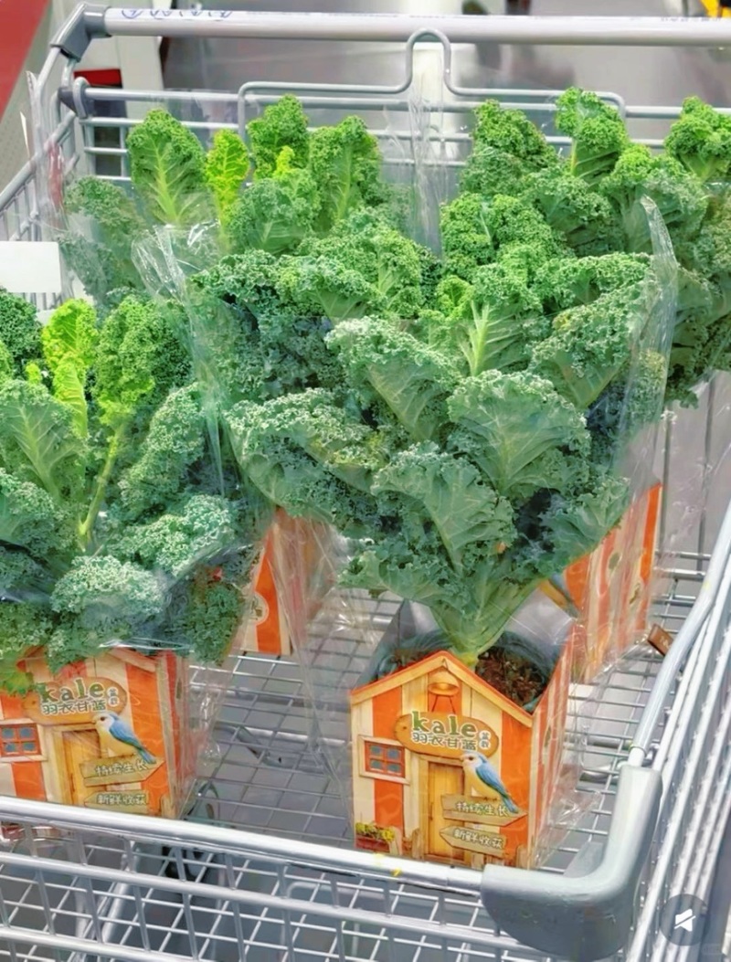 羽衣甘蓝盆栽在家实现蔬菜自由