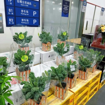 羽衣甘蓝盆栽在家实现蔬菜自由